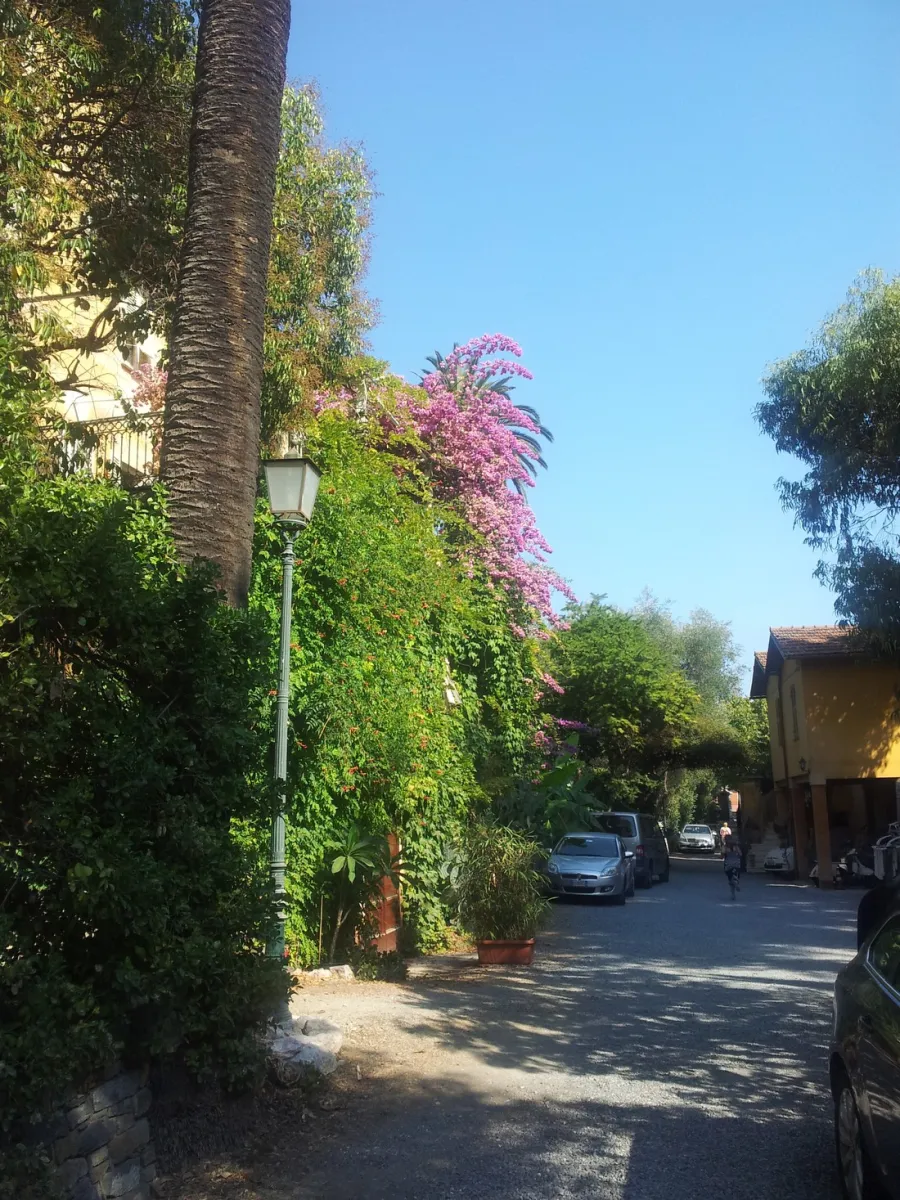 campeggio-eucalyptus-imperia-95w5o