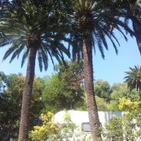 campeggio-eucalyptus-imperia-nlm1r
