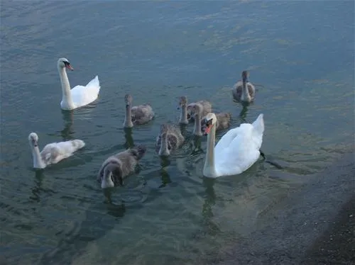 parkcamping-lindau-am-see-lindauzech-kjhre