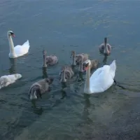 parkcamping-lindau-am-see-lindauzech-kjhre