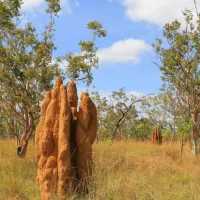 BIG4 Hayes Creek Holiday Park