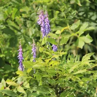 camping-le-cortsavi-corsavy-3dmje