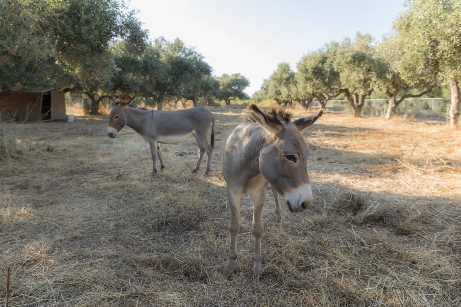 camping-gythion-bay-gythionlakonia-cpatm