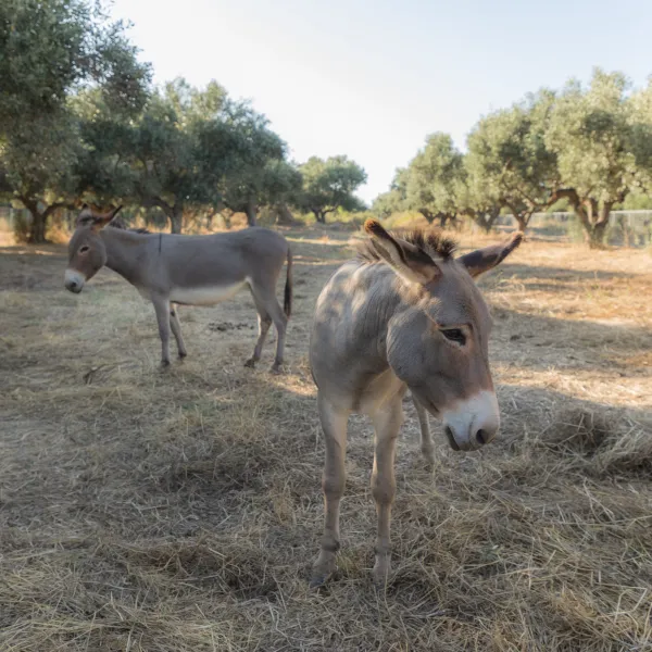 camping-gythion-bay-gythionlakonia-cpatm