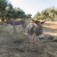 camping-gythion-bay-gythionlakonia-cpatm