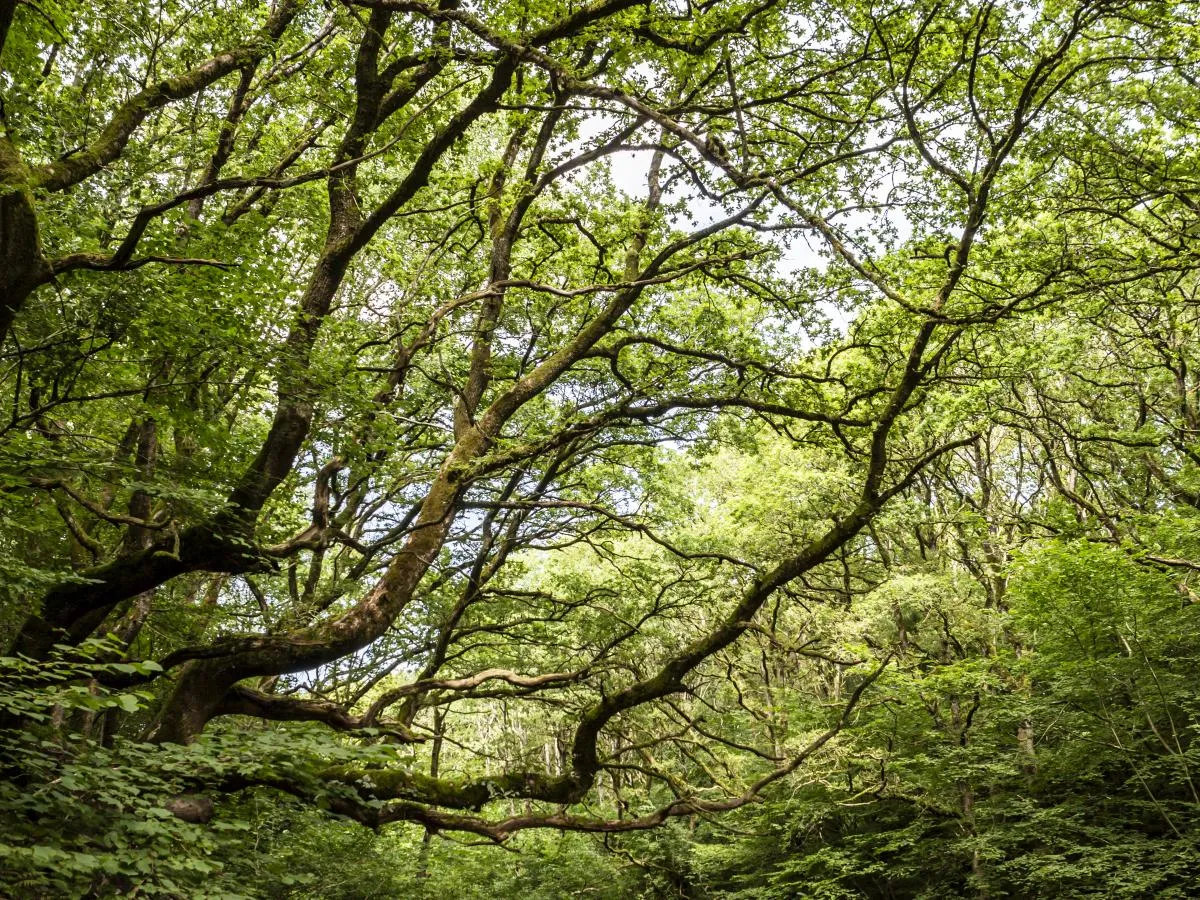 Tranum XVIII