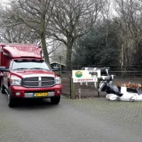 het-amerveld-amen-sqwk7