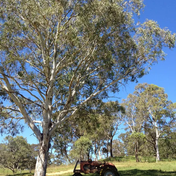 old-ford-reserve-campground-megalong-valley-g7qkb