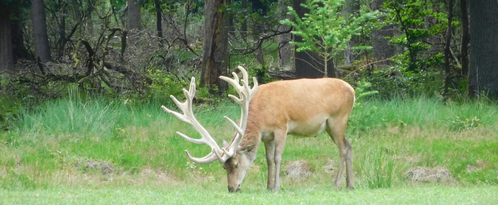 Park de Hoge Veluwe