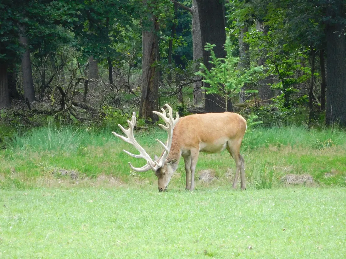 park-de-hoge-veluwe-nederland-cyxmk