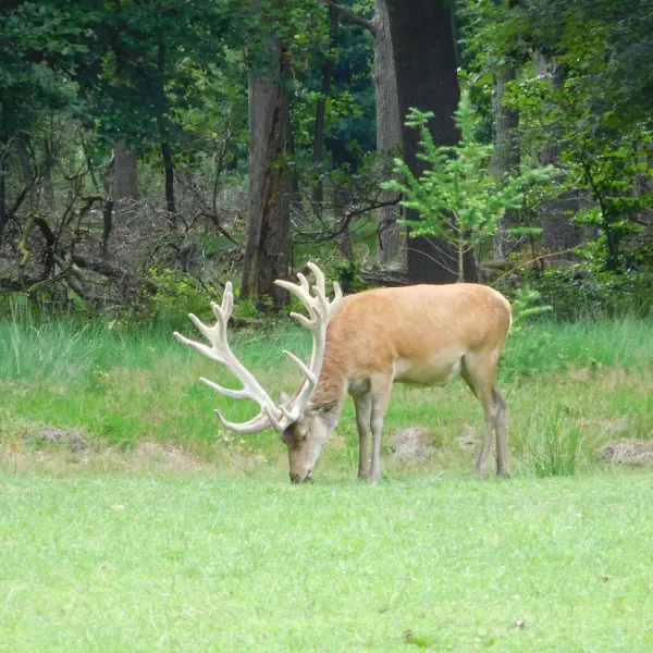 park-de-hoge-veluwe-nederland-cyxmk