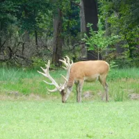 park-de-hoge-veluwe-nederland-cyxmk