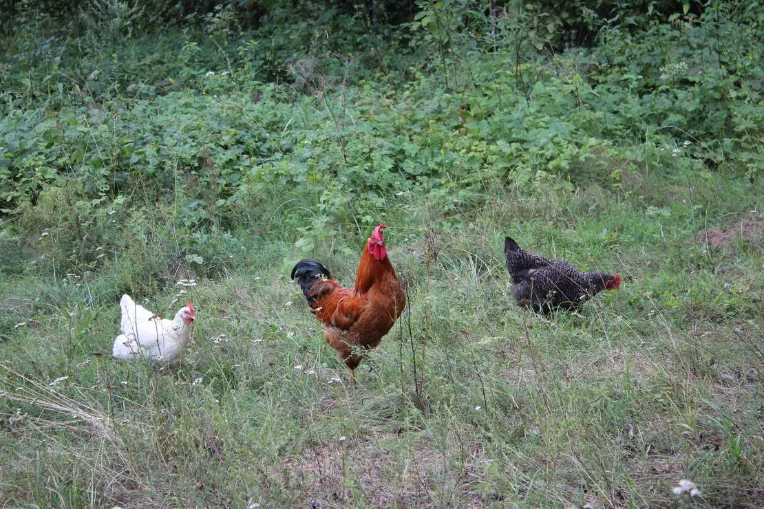 camping-upes-dizvietas-udrisu-pag-kraslavas-nov-kuiov