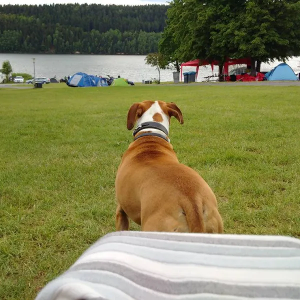 camping-bergsee-ratscher-ratscher-bei-schleusingen-kdgoo