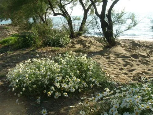 campeggio-bocche-dalbegna-albinia-dzsiy