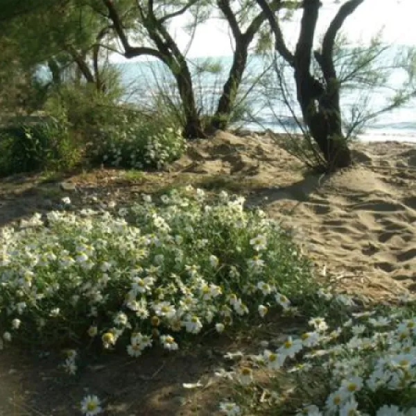 campeggio-bocche-dalbegna-albinia-dzsiy