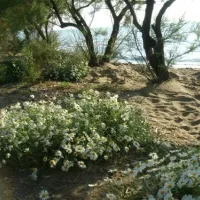 campeggio-bocche-dalbegna-albinia-dzsiy
