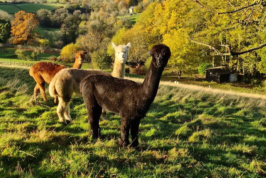 howgill-lodge-barden-skipton-wybw1