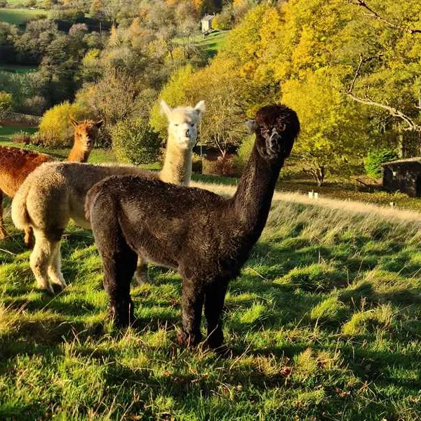 howgill-lodge-barden-skipton-wybw1