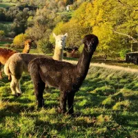 howgill-lodge-barden-skipton-wybw1