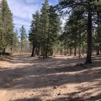 johnny-park-road-dispersed-camping-allenspark-0h9uq