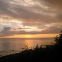 krimalnieki-tuja-w5daj