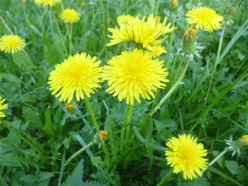 camping-bereg-maloe-ukleyno-ag1bu