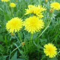 camping-bereg-maloe-ukleyno-ag1bu