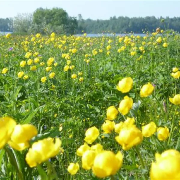 camping-bereg-maloe-ukleyno-h0onw