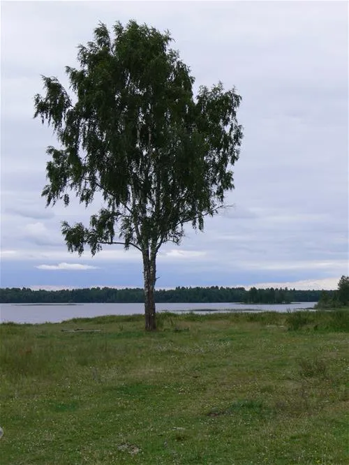 camping-bereg-maloe-ukleyno-rzfxo