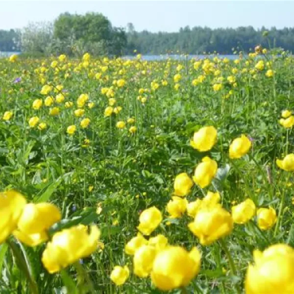 camping-bereg-maloe-ukleyno-tdikz