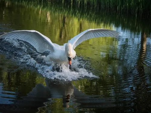 camping-am-wiesengrund-malli-bei-ludwigslust-ocd3s