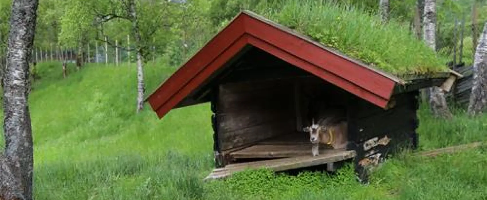 Trollveggen Camping