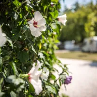 arena-camping-guesthouse-budapest-budapest-i3hn4