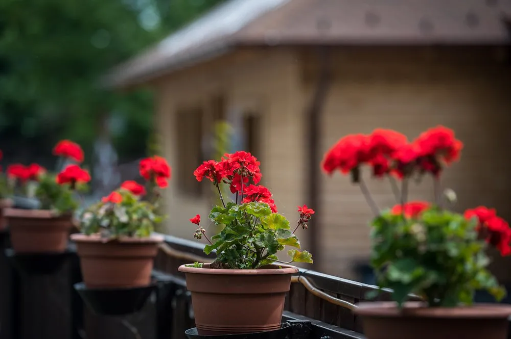 arena-camping-guesthouse-budapest-budapest-qfmsy