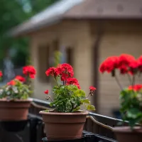arena-camping-guesthouse-budapest-budapest-qfmsy