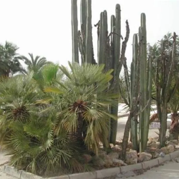 campingla-escuera-la-marina-cmnh1
