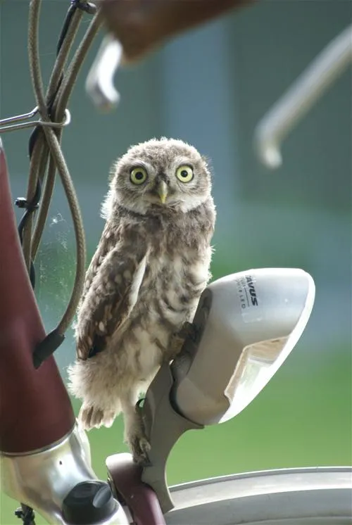 camping-de-boomgaard-bunnik-2ac4p