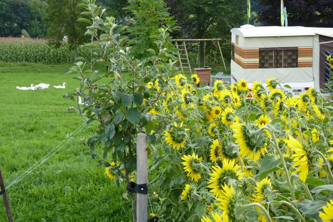 ferien-und-biohof-troger-heinsdorfergrund-jjhkn