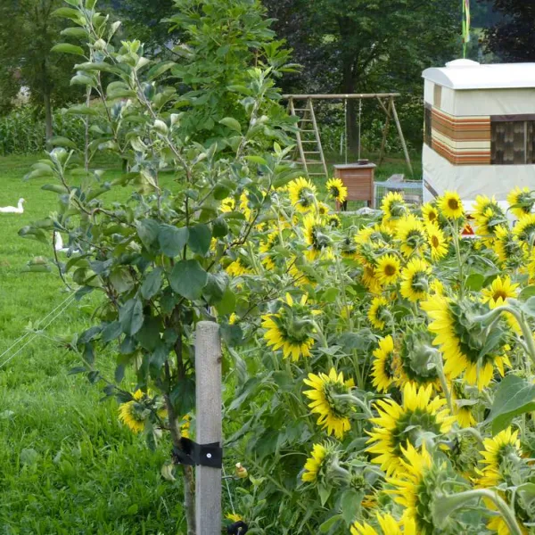 ferien-und-biohof-troger-heinsdorfergrund-jjhkn