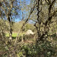 dreamy-hollow-woodland-campsite-and-ww1-trenches-kings-lynn-1o6ax