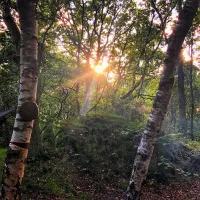 dreamy-hollow-woodland-campsite-and-ww1-trenches-kings-lynn-a1p2d