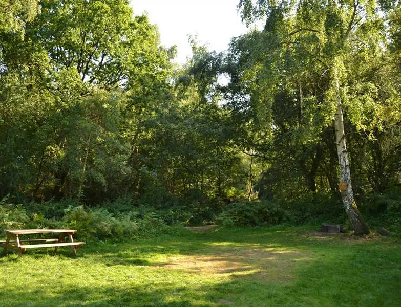 dreamy-hollow-woodland-campsite-and-ww1-trenches-kings-lynn-jezpj