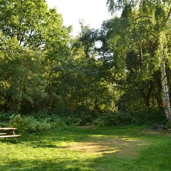 dreamy-hollow-woodland-campsite-and-ww1-trenches-kings-lynn-jezpj
