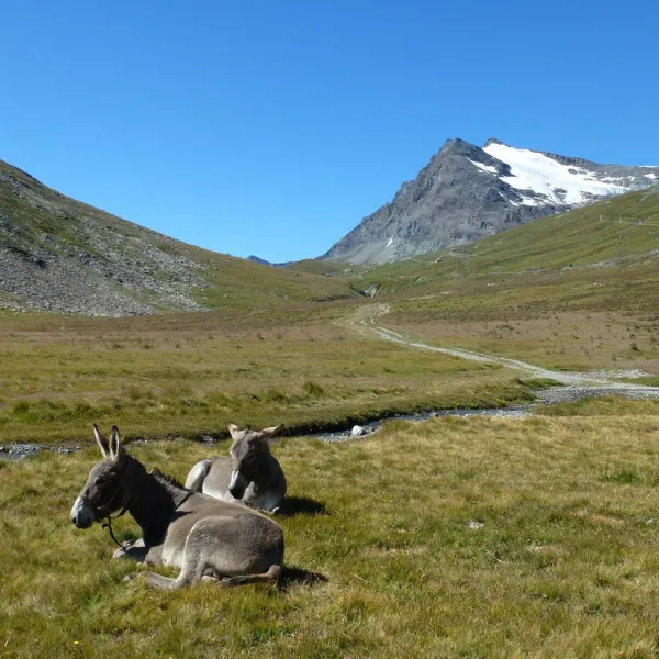 gran-paradiso-valsavarenche-nsd4h