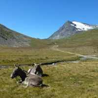 gran-paradiso-valsavarenche-nsd4h