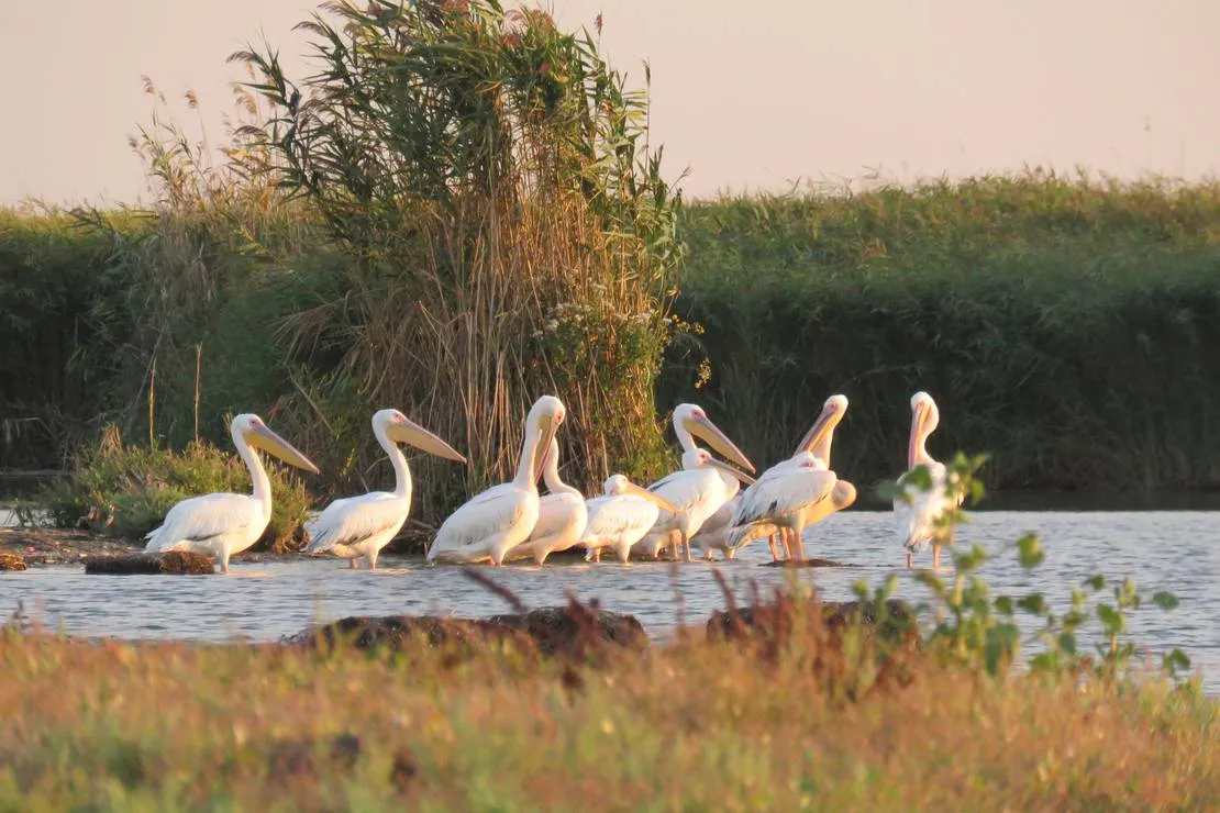 slow-motion-danube-delta-sulina-city-iajsz