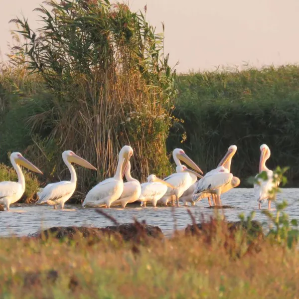 slow-motion-danube-delta-sulina-city-iajsz