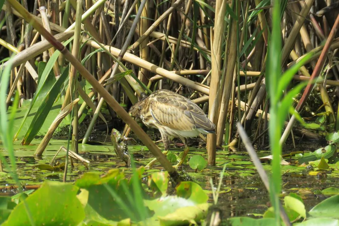 slow-motion-danube-delta-sulina-city-iezr9