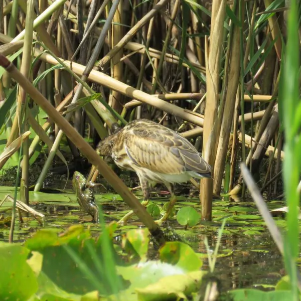 slow-motion-danube-delta-sulina-city-iezr9